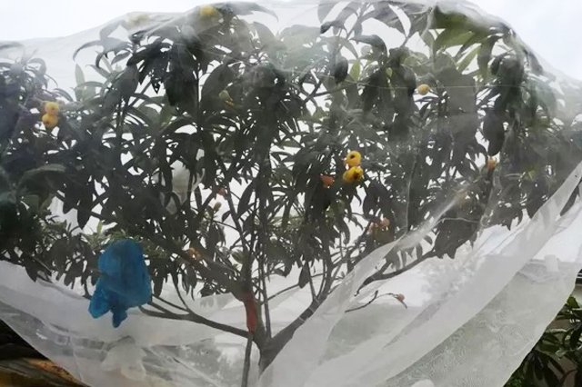 防蟲(chóng)網(wǎng)