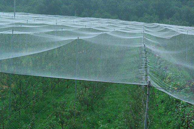 防鳥(niǎo)網(wǎng)