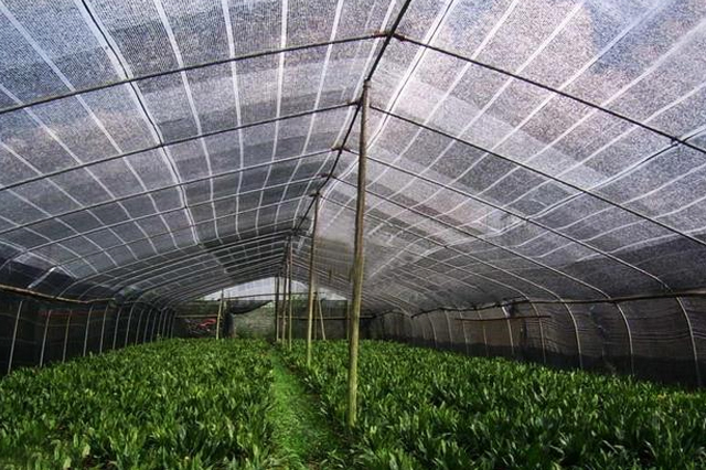 大棚遮陽(yáng)網(wǎng)